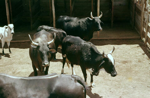 Original Digital object not accessible