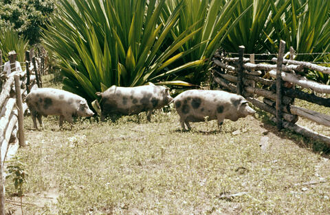 Original Digital object not accessible